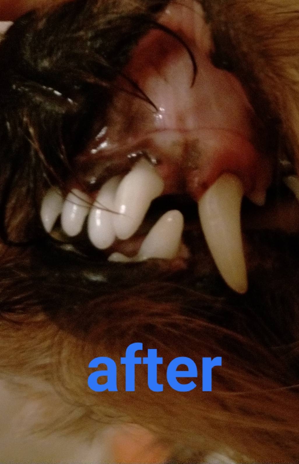 犬の歯周病２