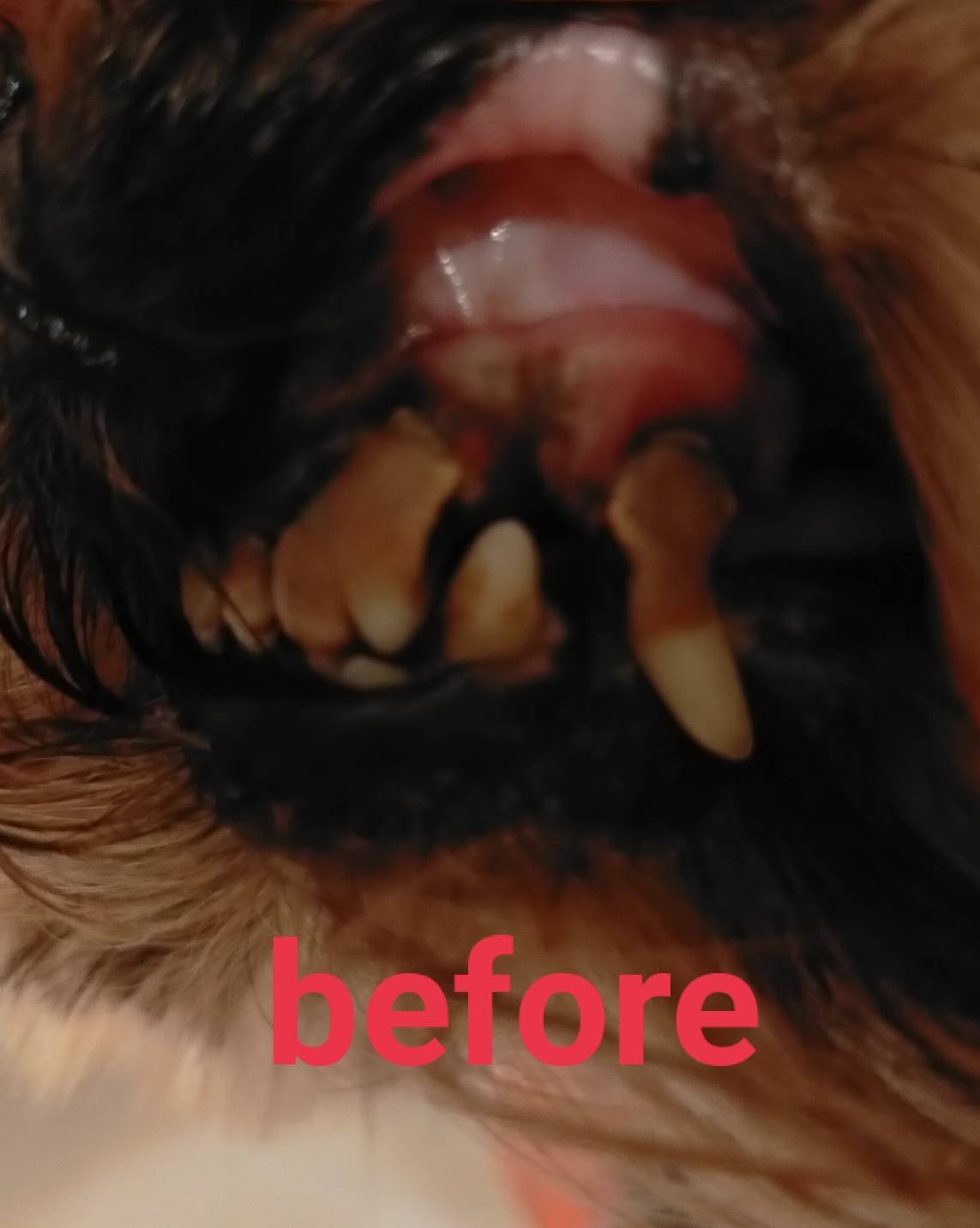 犬の歯周病１